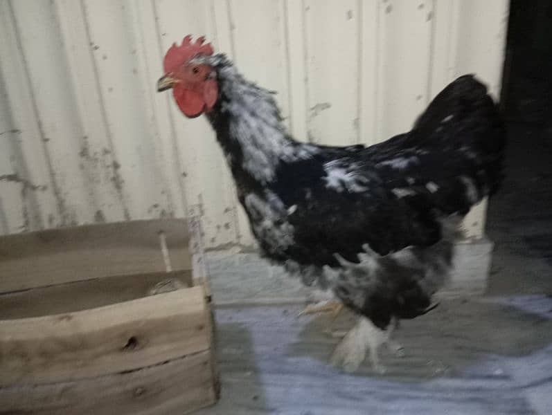 2 Heavy Black Buff exchange with female available 5