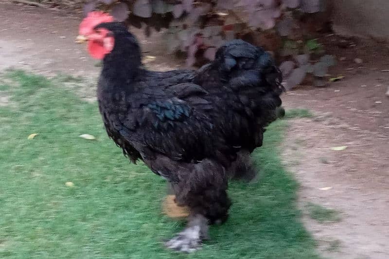 2 Heavy Black Buff exchange with female available 7