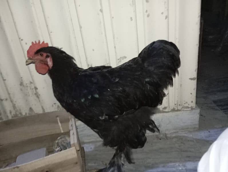 2 Heavy Black Buff exchange with female available 8
