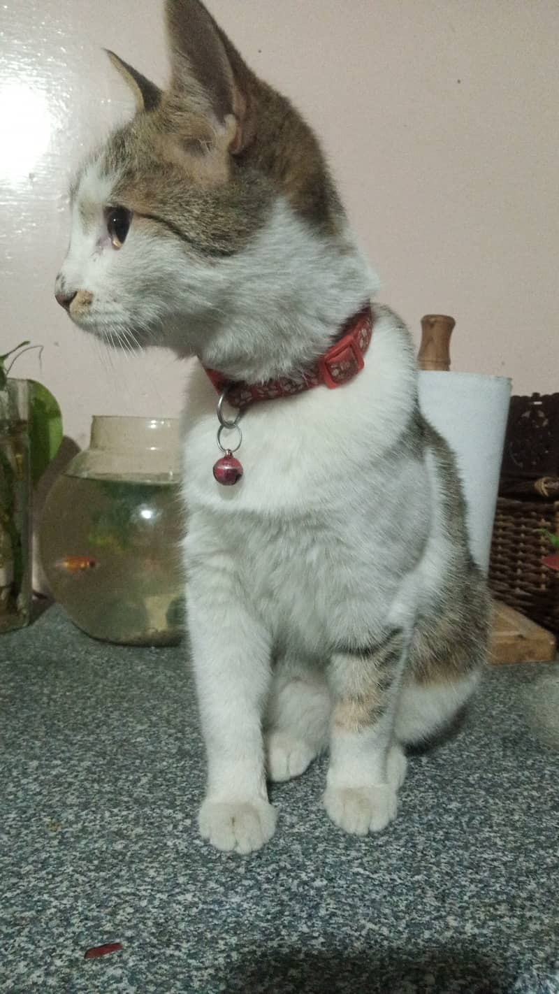 Semi-Persian Tabby Female Cat 1