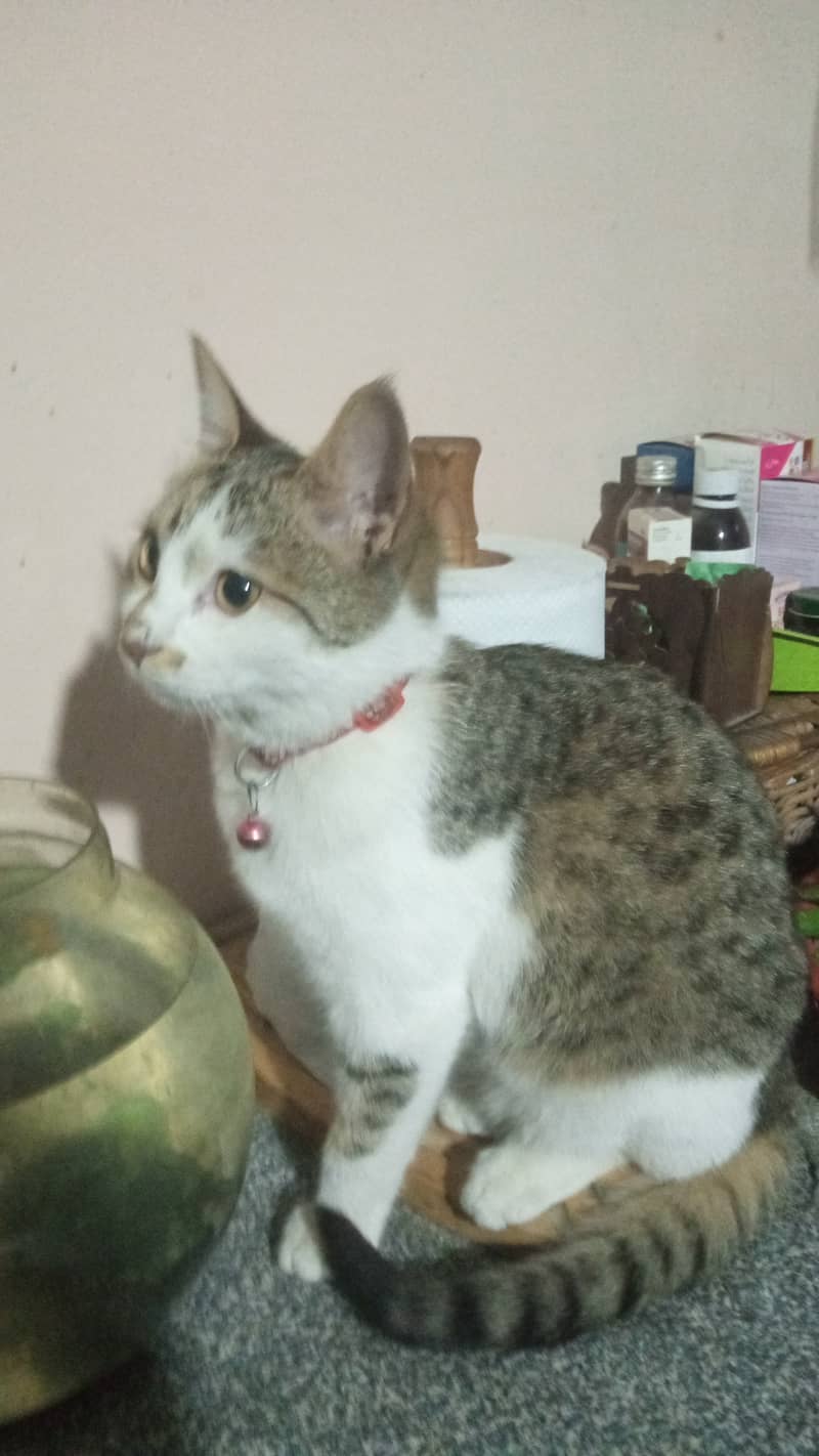 Semi-Persian Tabby Female Cat 2
