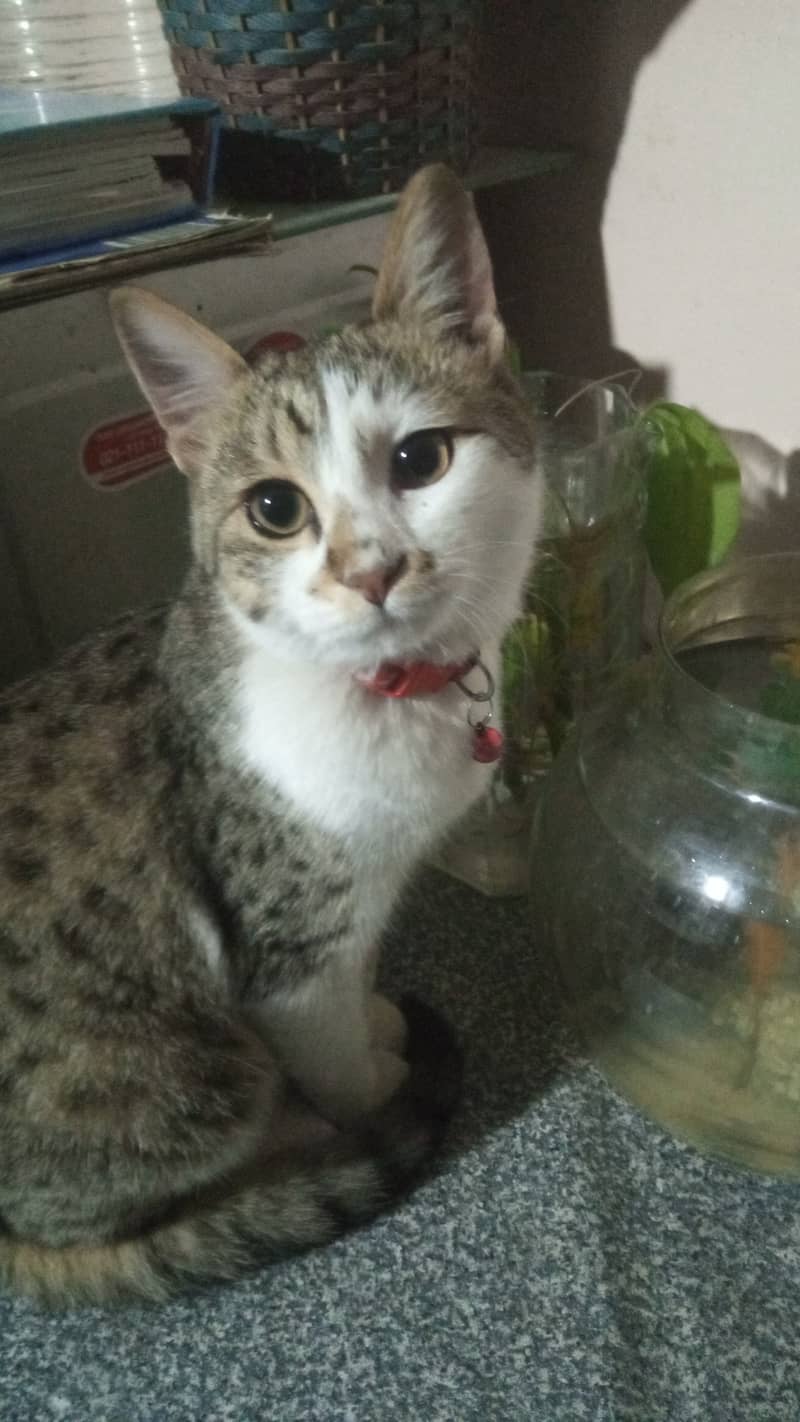 Semi-Persian Tabby Female Cat 3