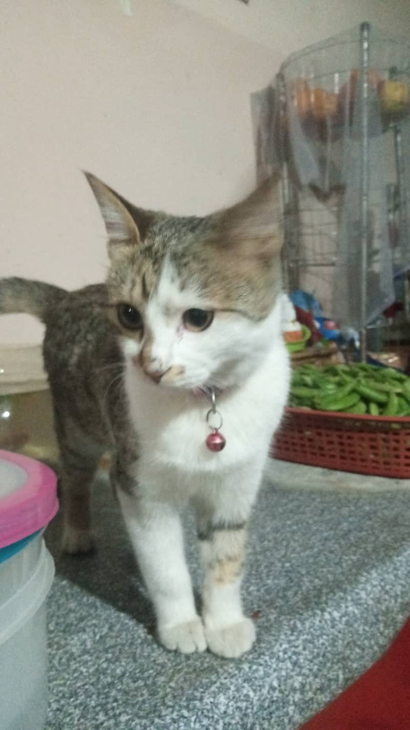 Semi-Persian Tabby Female Cat 4