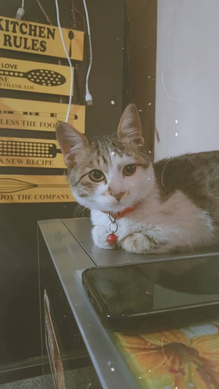Semi-Persian Tabby Female Cat 6