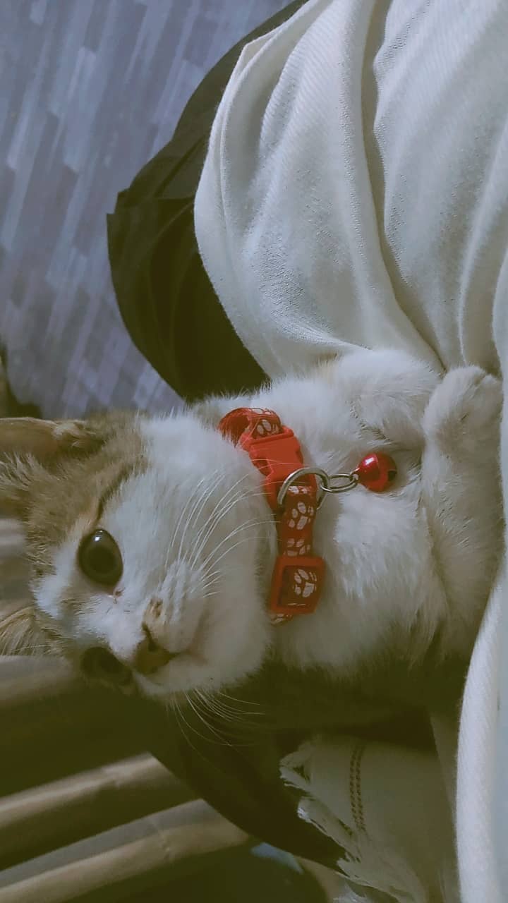 Semi-Persian Tabby Female Cat 8