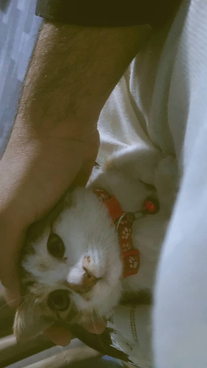 Semi-Persian Tabby Female Cat 9