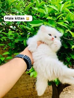 PURE PERSIAN TRIPPLE COATED WHITE AND BLACK KITTENS/Cats