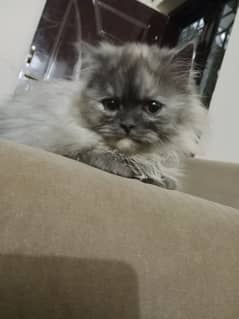 Persian cat for sale in rawapindi