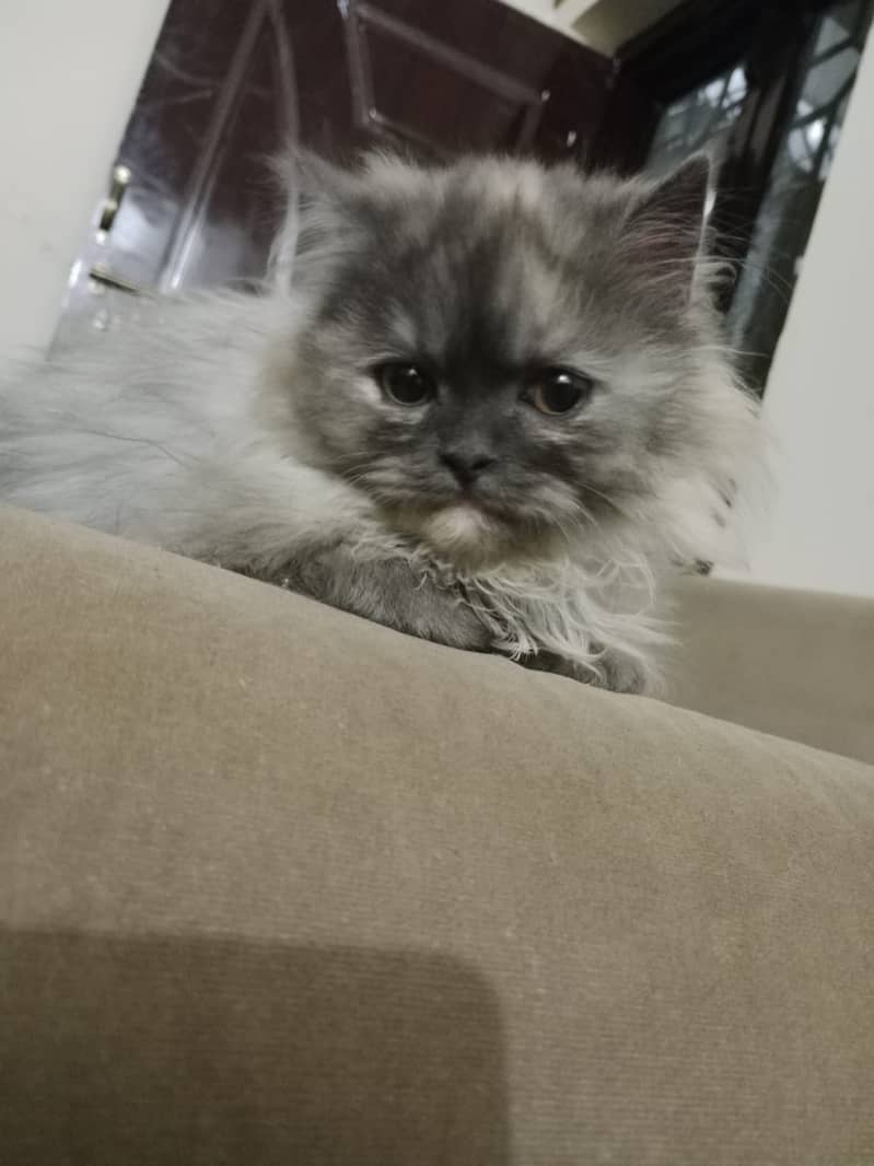 Persian cat for sale in rawapindi 0