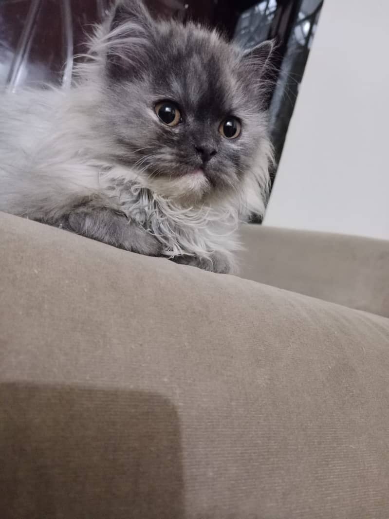 Persian cat for sale in rawapindi 3