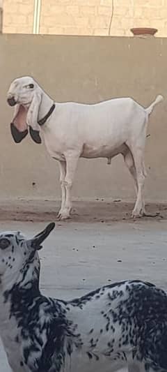 kajla/goat