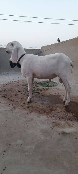 kajla/goat for sale / bakra for sale/sheep/chahtra 1