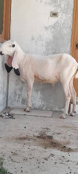 kajla/goat for sale / bakra for sale/sheep/chahtra 3
