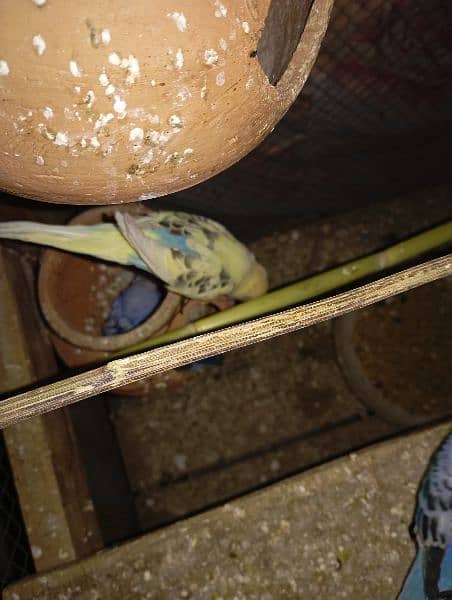 pair of budgies 14