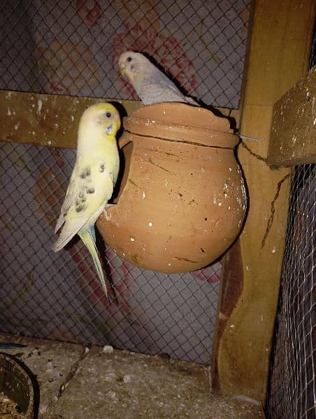 pair of budgies 17