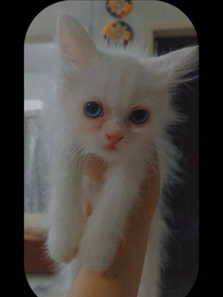 cats available2 pairs and beautiful WhatsApp 03485506609 call numbe 0