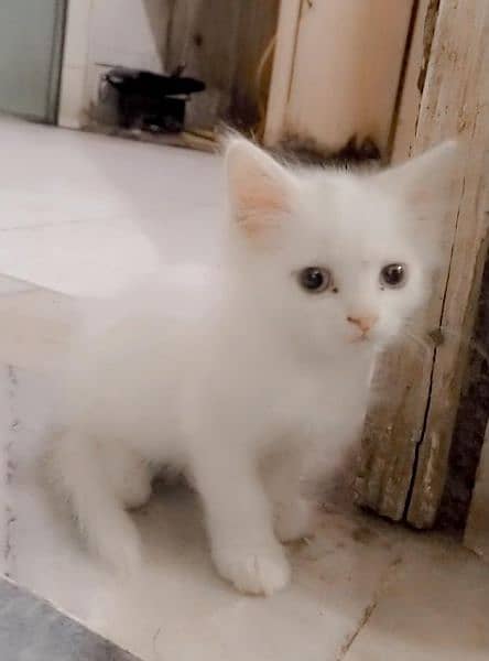 persian cats white color double coat available 1