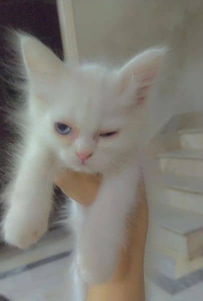 persian cats white color double coat available 2