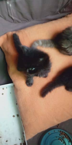 British shorthair and semi punch triple coated kittens pair for sale 2