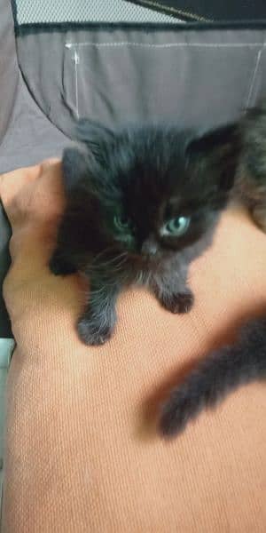 British shorthair and semi punch triple coated kittens pair for sale 3