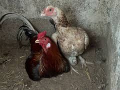 ASEEL PAIR WITH CHICK