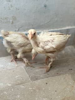 White buff chicks pairs
