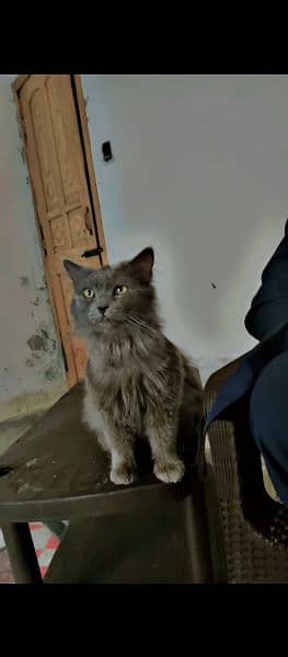 fluffy grey cat 3