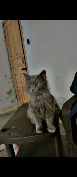 fluffy grey cat 4