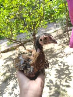 Aseel Chicks Mianwali Breed Pure