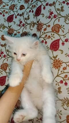 Persian female kittens available