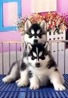 Husky puppies full coat