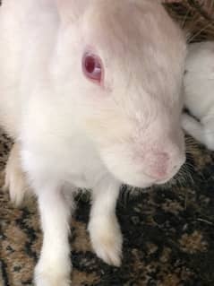 2 years  rabbit female