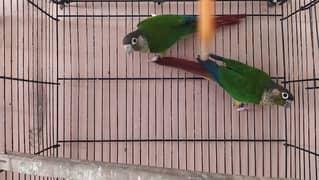Bird Pairs available - Conure With DNA