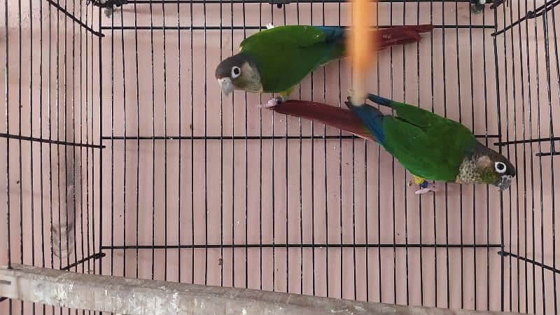 Bird Pairs available - Conure With DNA 0