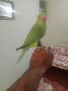 03455231374 parrots for sale only whatsapp py rabta karay
