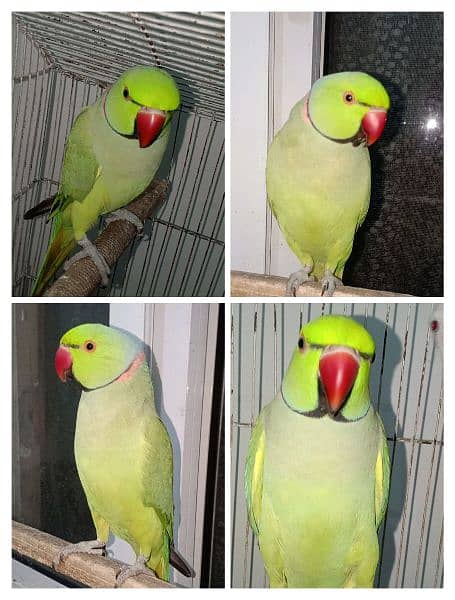 Indian Ringneck parrot 0
