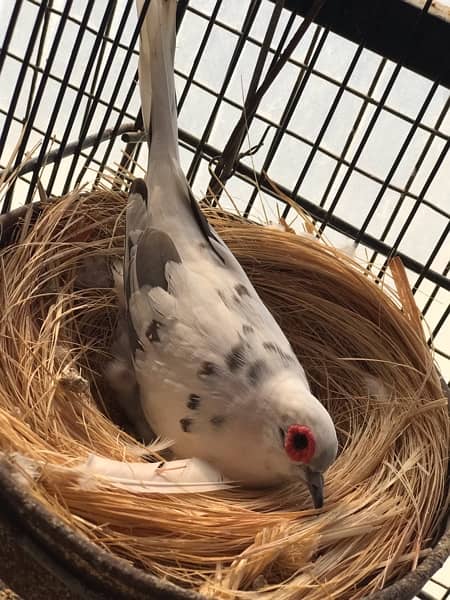 blue pied full wash female Red pied breeder pair and Diamond pied dove 6
