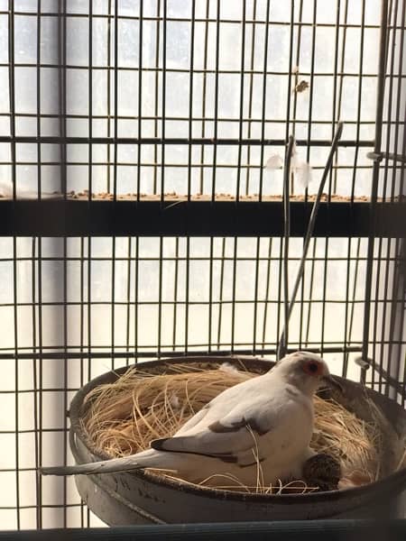 blue pied full wash female Red pied breeder pair and Diamond pied dove 12