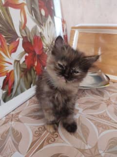 pure parsian female for looking new home 0