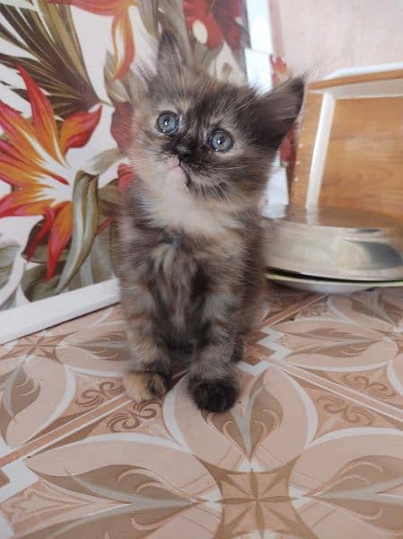 pure parsian female for looking new home 1