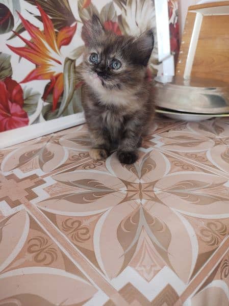 pure parsian female for looking new home 2