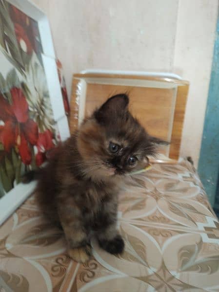 pure parsian female for looking new home 3