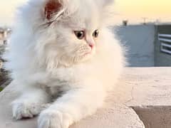 2 months old pure white semi punched female persian kitten cat