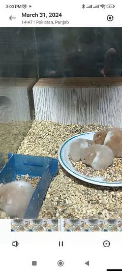 Hamster Breeder Pair