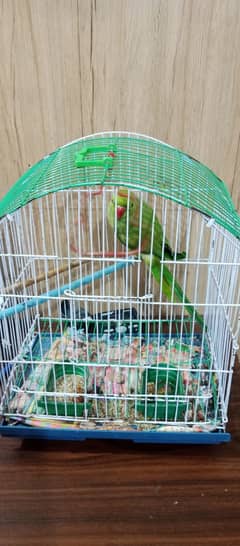 handtame and talking parrot for sale