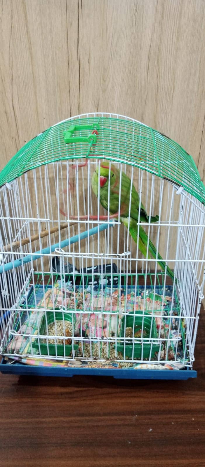 handtame and talking parrot for sale 0