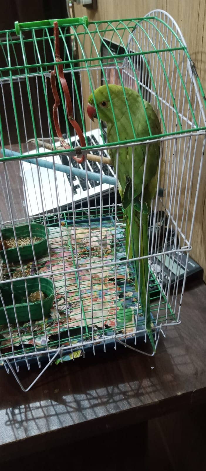 handtame and talking parrot for sale 2
