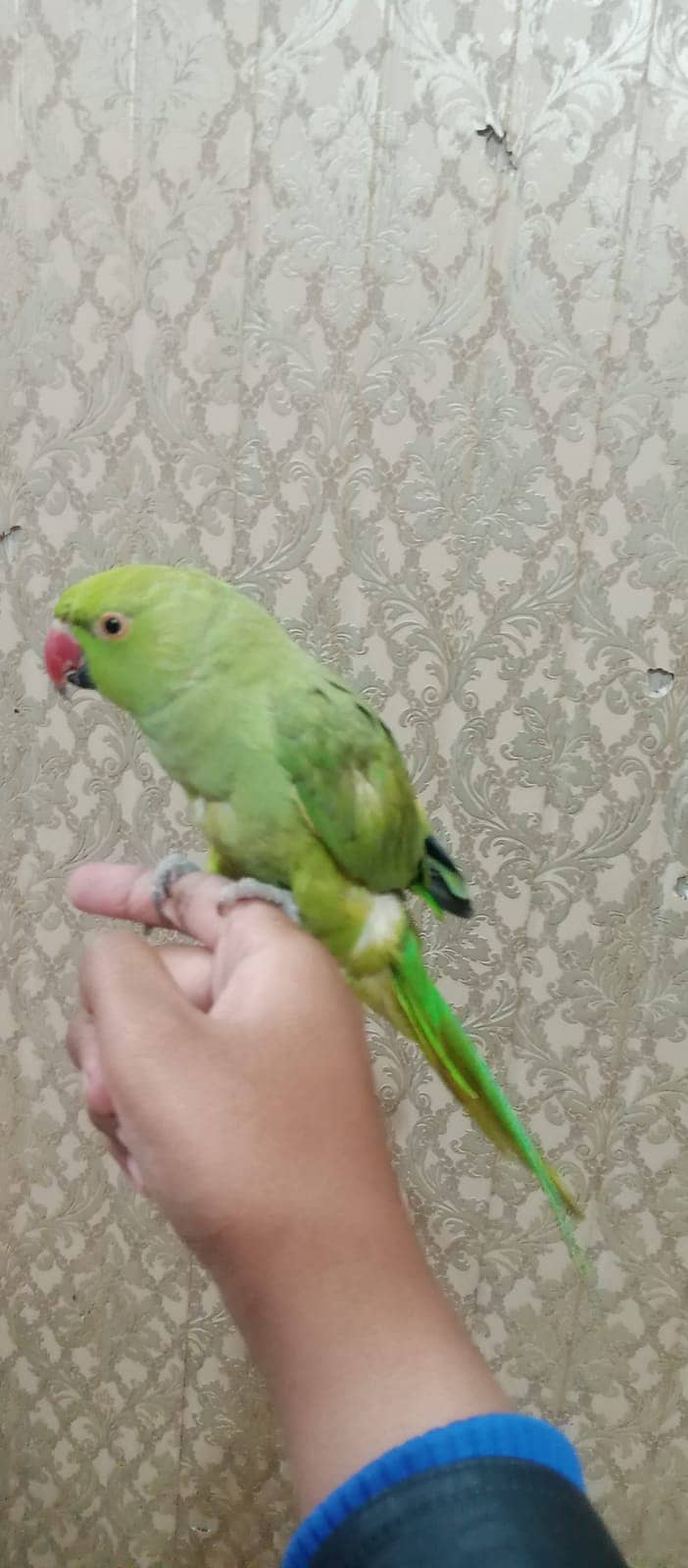 handtame and talking parrot for sale 3