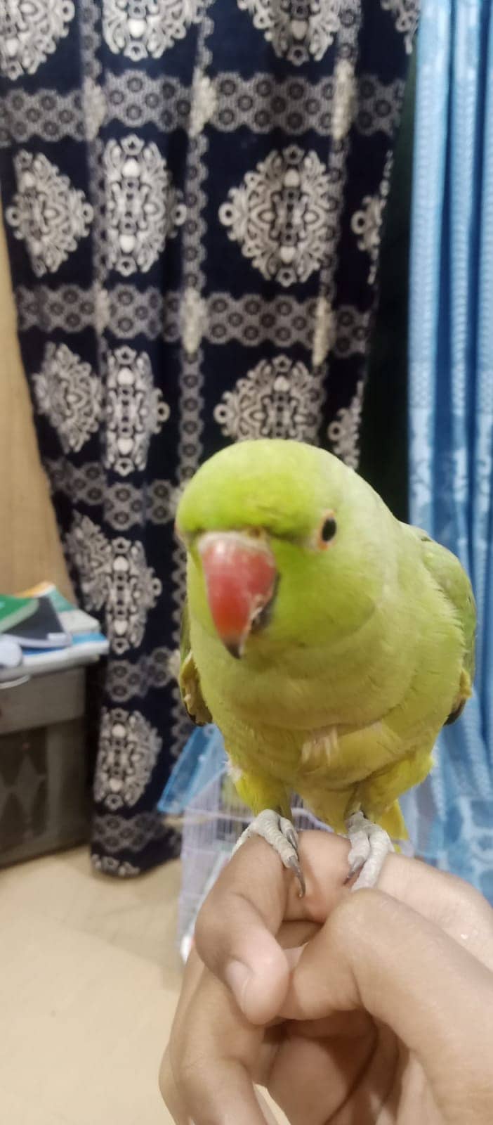 handtame and talking parrot for sale 4