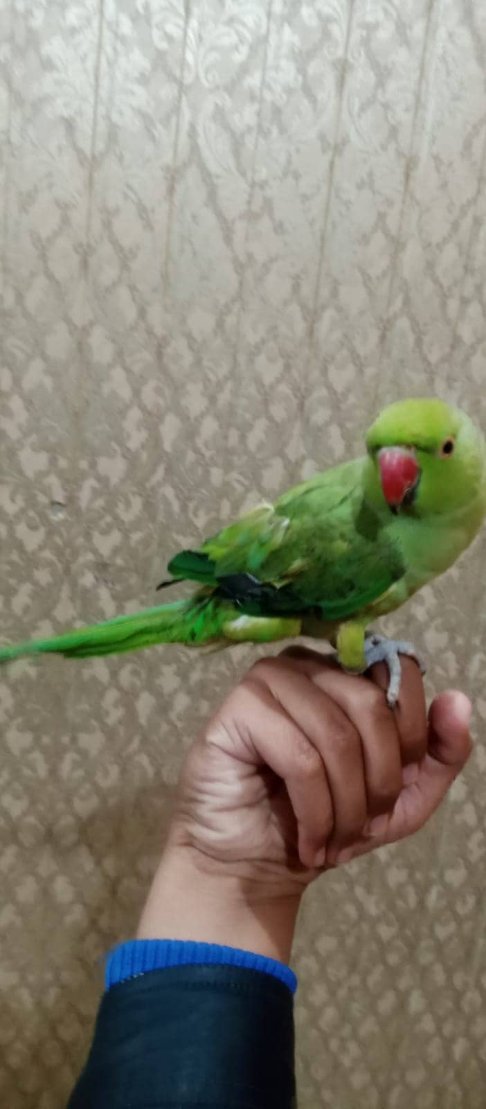 handtame and talking parrot for sale 5